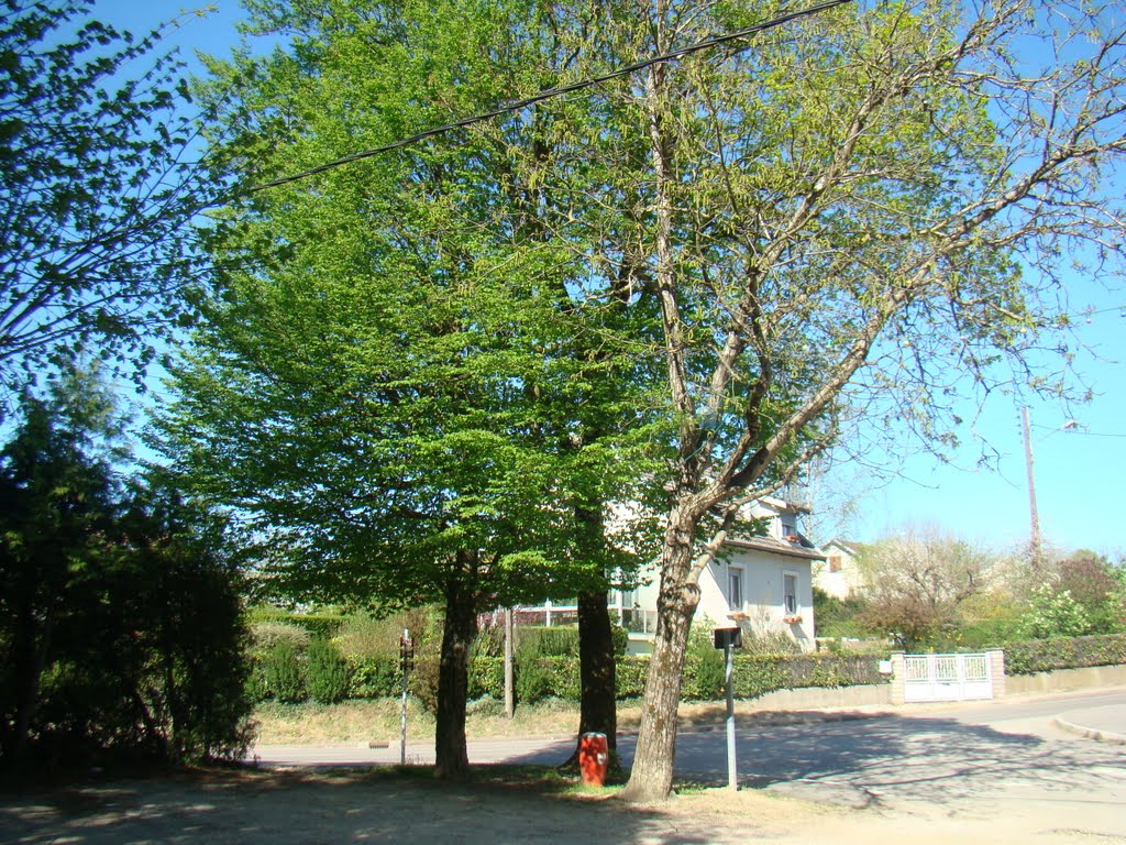 La Triangulaire d ' Arbres du petit parking de " Chez la Marie " à Cussey sur l' Ognon, le Samedi 9 Avril 2011. by Stanislas St Pons de la Jonguière