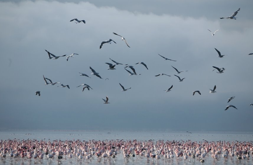 Nakuru - Flamingo by Wei Jiang