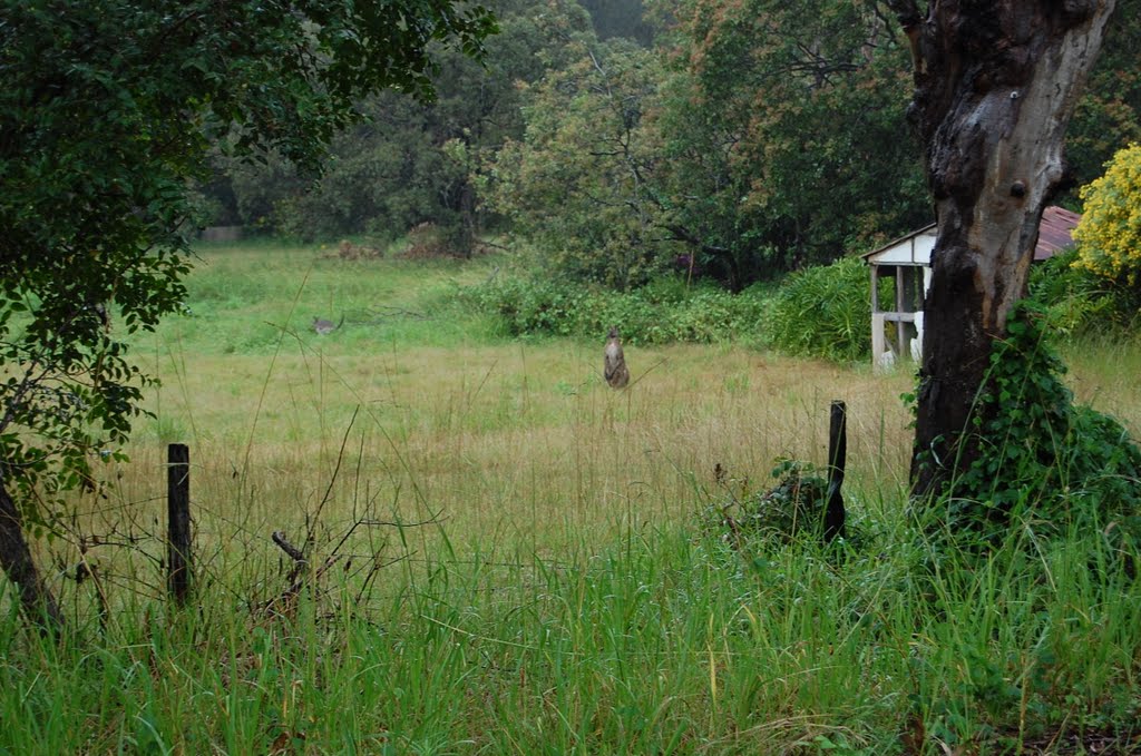 Nosy kangaroo nr Repton o=k by Olive Kirk