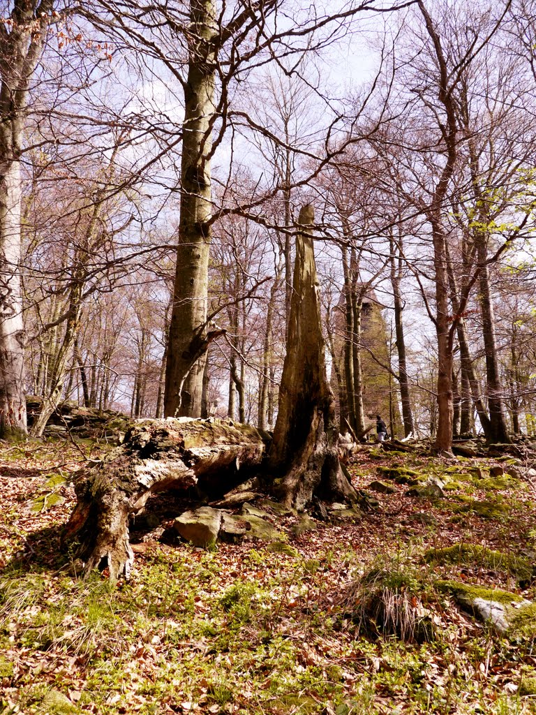 Dobře maskovaná rozhledna v lese by moudrasek