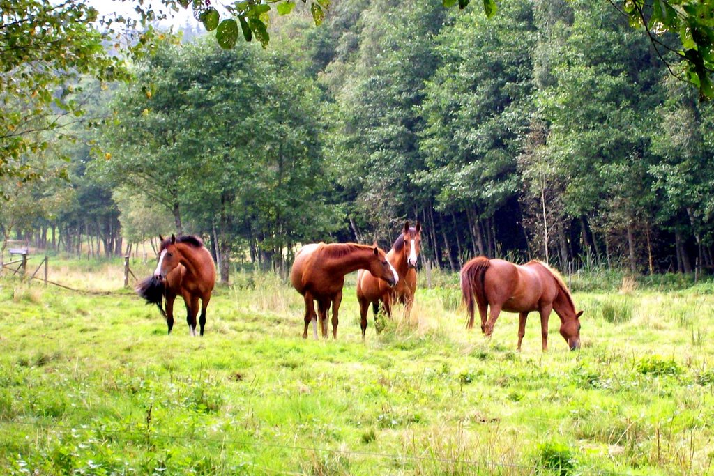 Horses, Gullbergstorpet by Spacebug