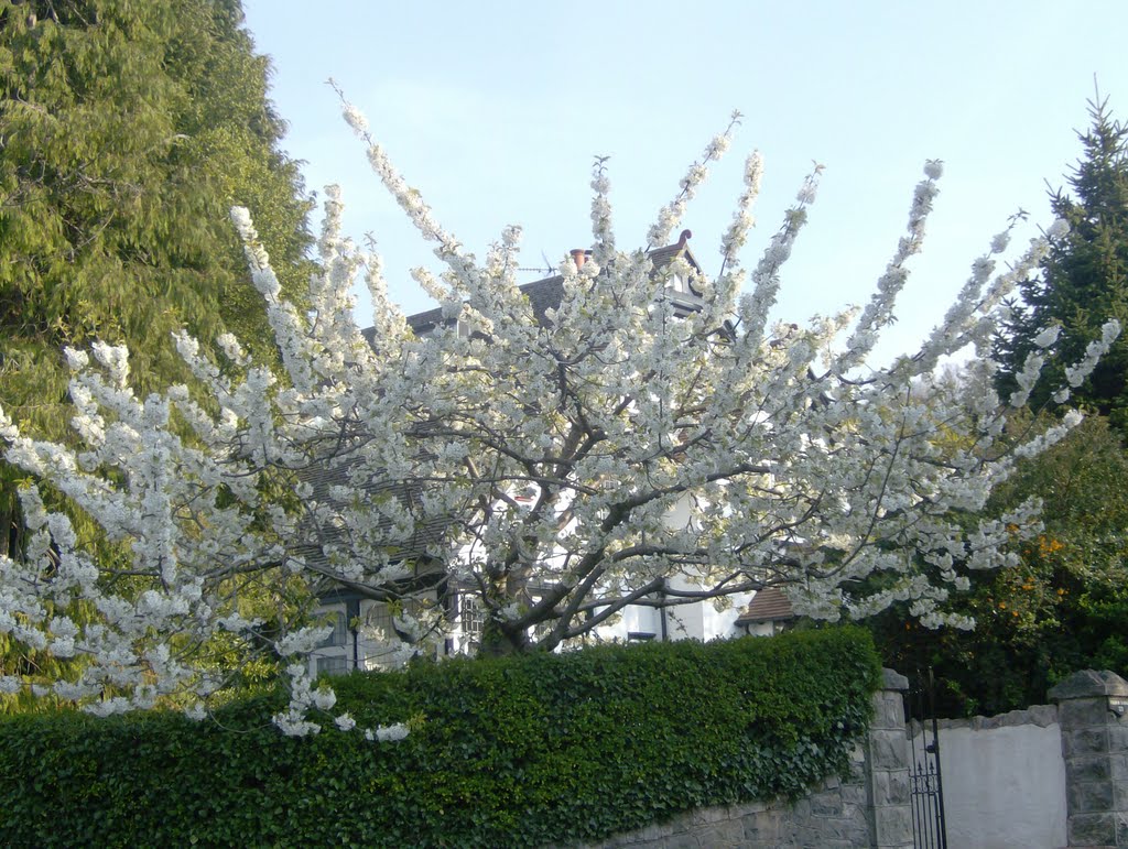 Blossom in the Bay. by colwynboy