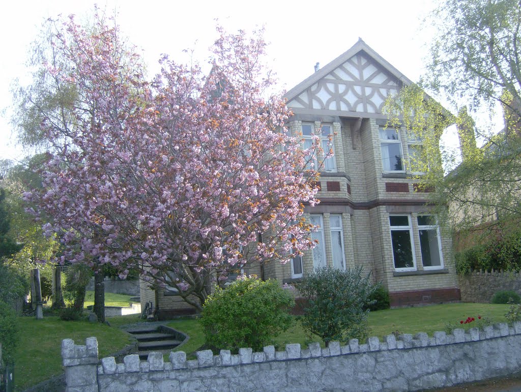 Blossom in the Bay. by colwynboy