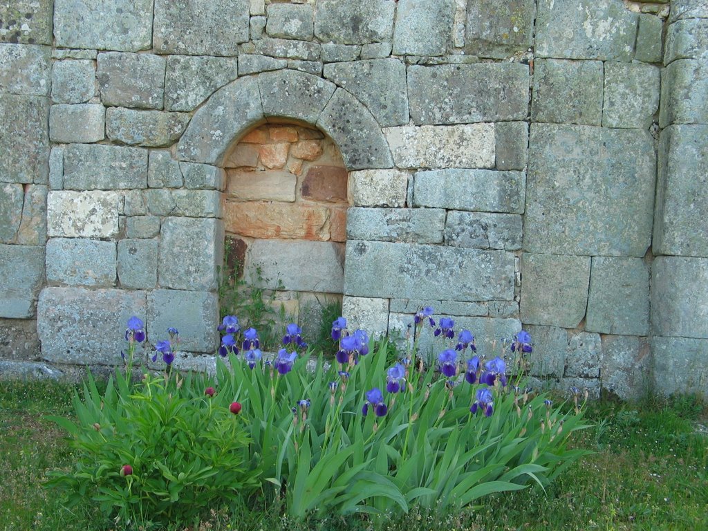 Lirios en Quintanilla de las Viñas by Gines Collado