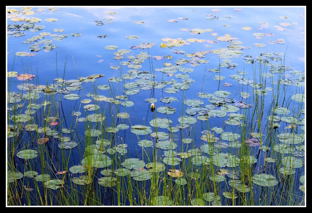 Waterlilies by vedeccy