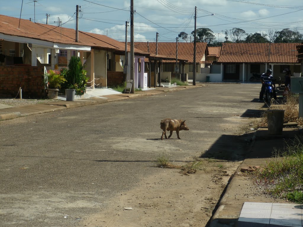 Porco circulando no Residencial Riviera - Porto Velho/RO by Wesley Flores