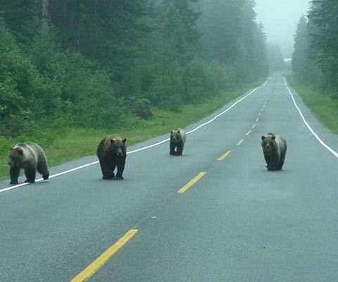 Grizzly Bears by Thomas Pallam