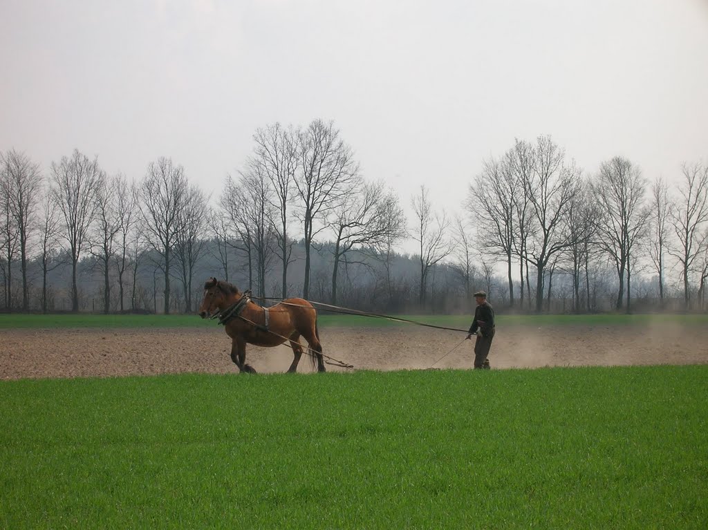 Ziewanice - rzadko spotykany obrazek... (Old-fashioned plowing) by galerian