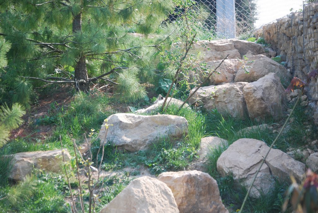 Snow Leopard @ Twycross Zoo {You have to look close to see me!} by Bertie180