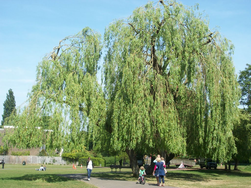 The Gostrey Meadow willow tree by Robert'sGoogleEarthPictures