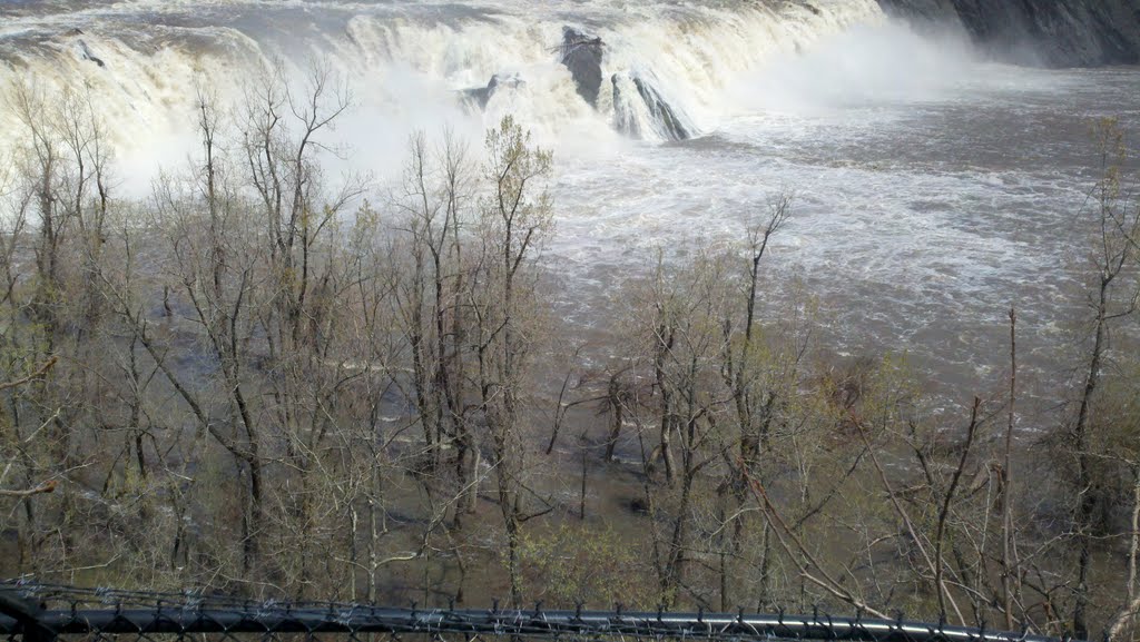 Flooded trees at Cohoes Falls by Nicholas Weiner