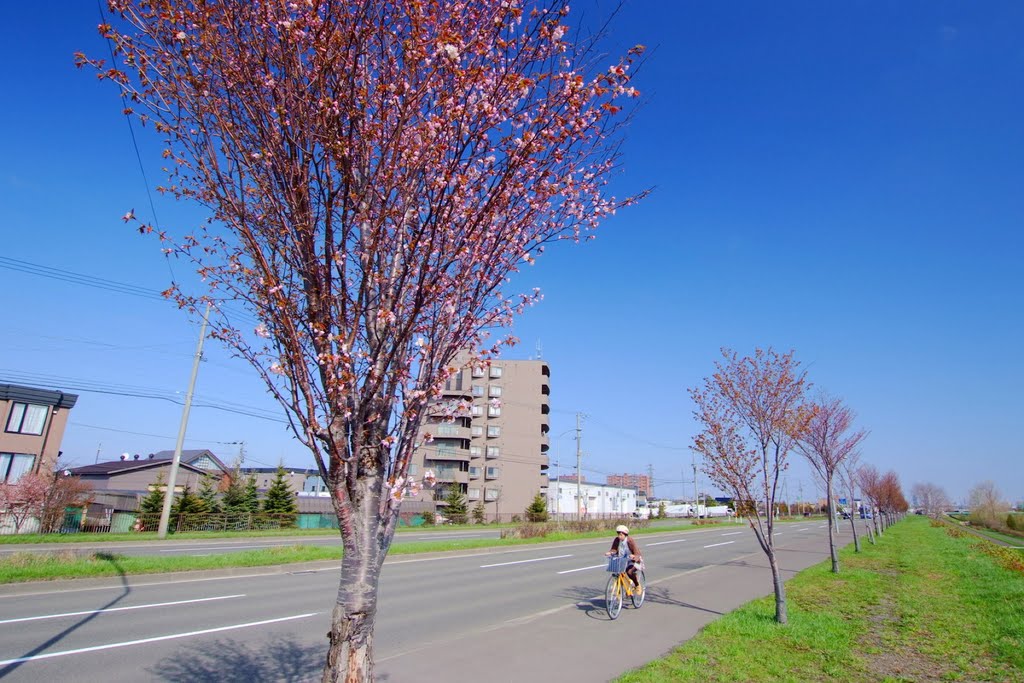 新川さくら並木(Shinkawa cherry blossoms roadside trees) by t-konno