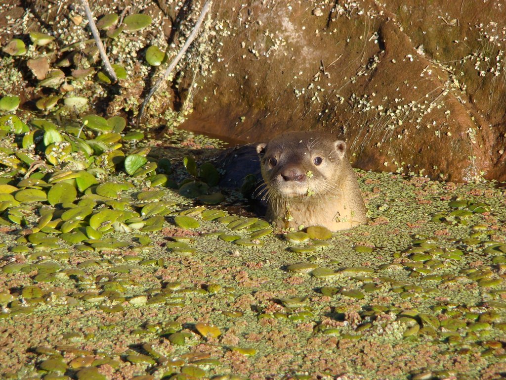 Nutria en la reserva de Los Condores,Quebrada de Ablomé,en Dique Cabra Corral by Raul Mahr