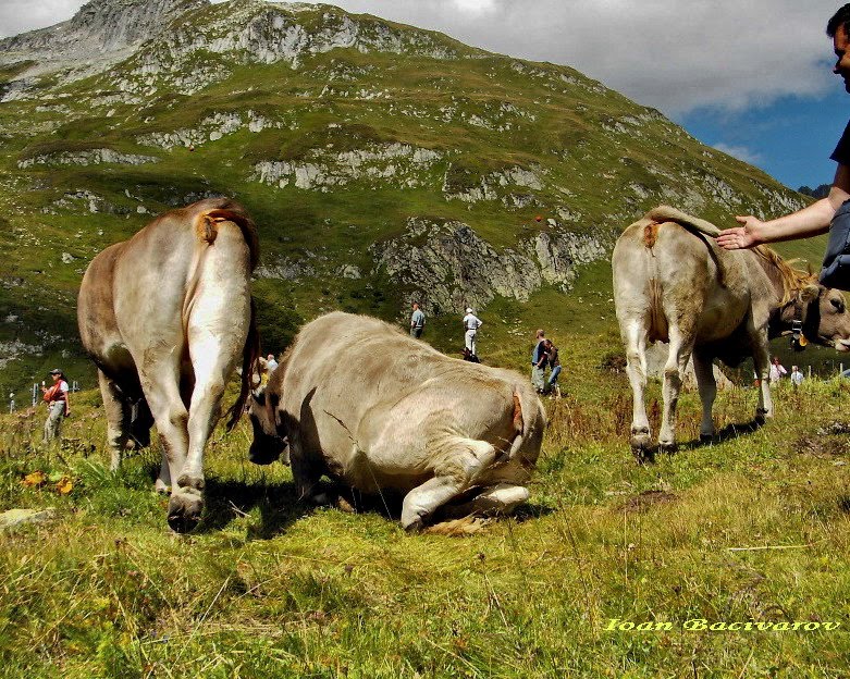 Swiss landscape...with cows! by Ioan Bacivarov