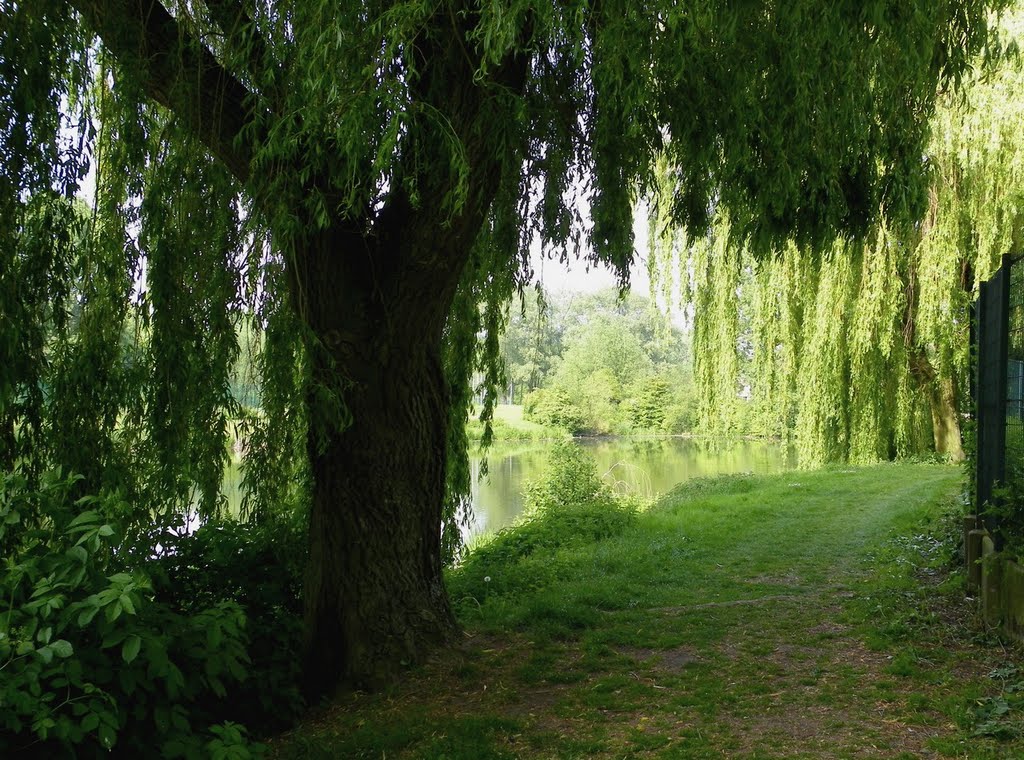 Villeneuve d'ascq - Lac des Espagnols - Sous le saule by epaulard59