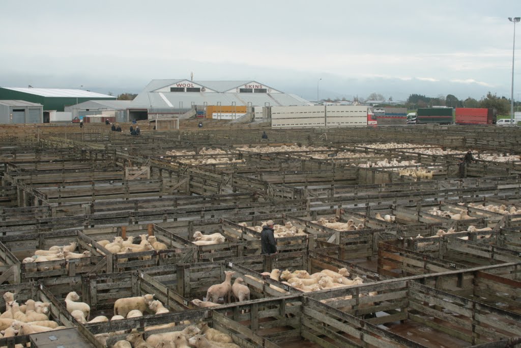 Penning up in the rain ready for the days sale by D B W