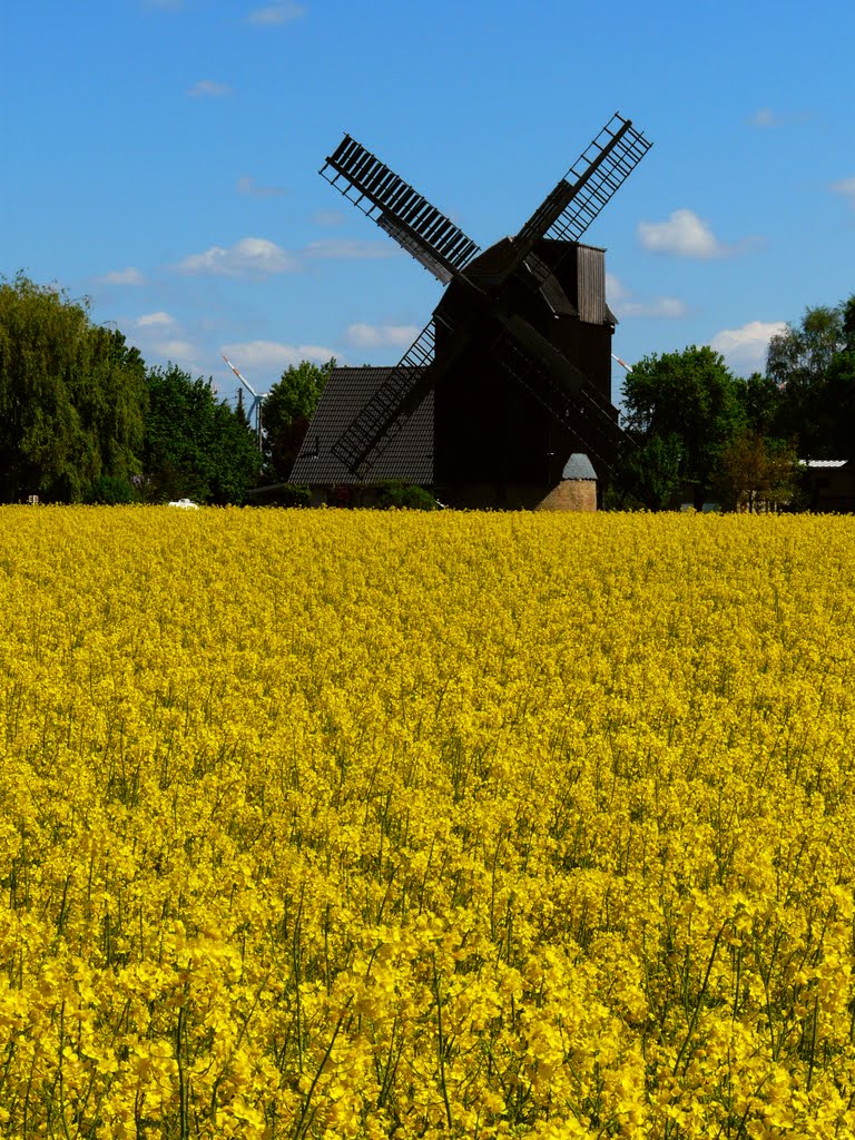 Germany_Saxony-Anhalt_Brehna_paltrock windmill Hädicke-Mühle_inside a field of rape-seed_P1210564.JPG by George Charleston