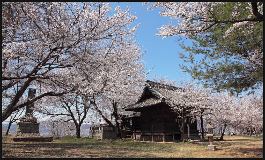 Cherry blossoms are full blooming (桜満開) by = kenji_h =