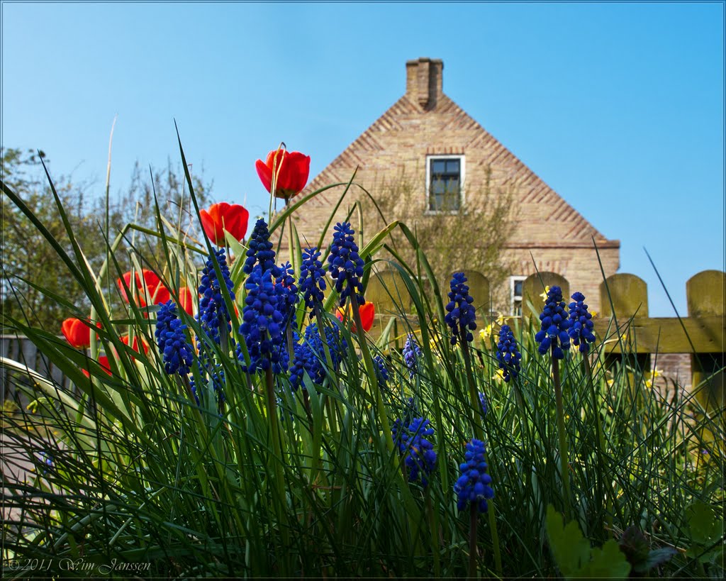 Tulpen en blauwe druifjes, Terschelling, The Netherlands by Wim Janssen