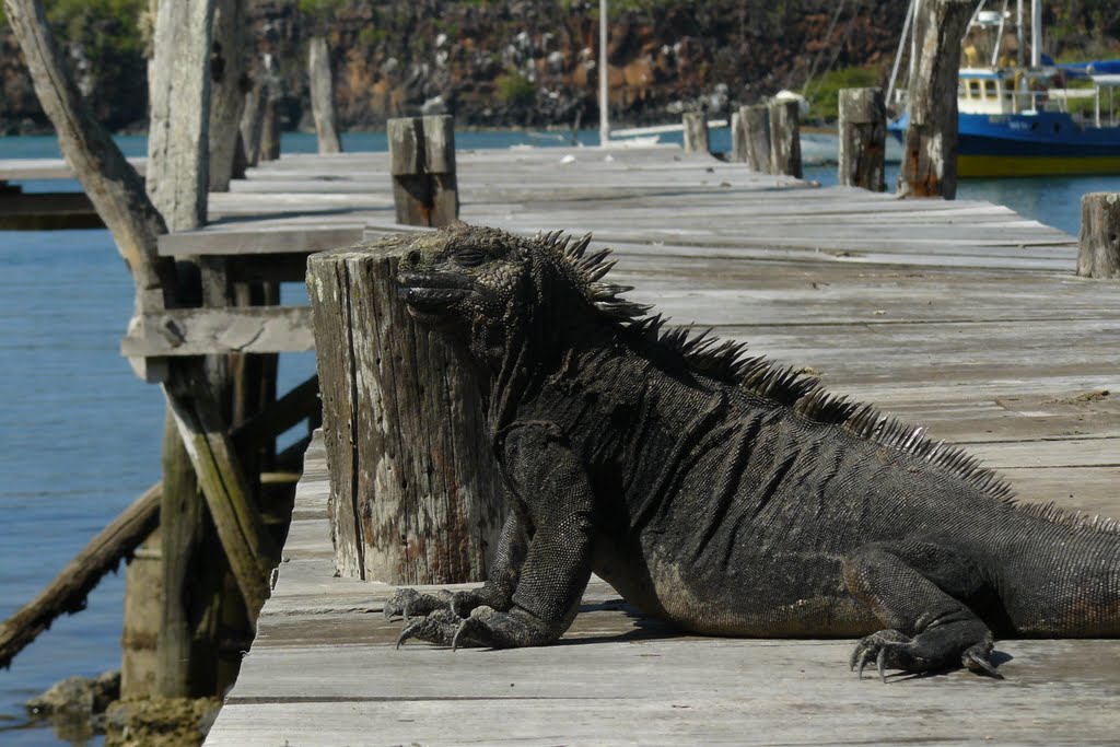 Iguana marina II by Fernando Adrián Serra