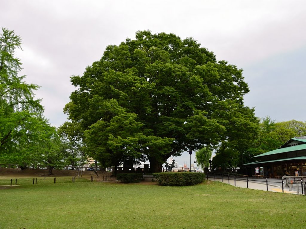 A big tree by christinayan