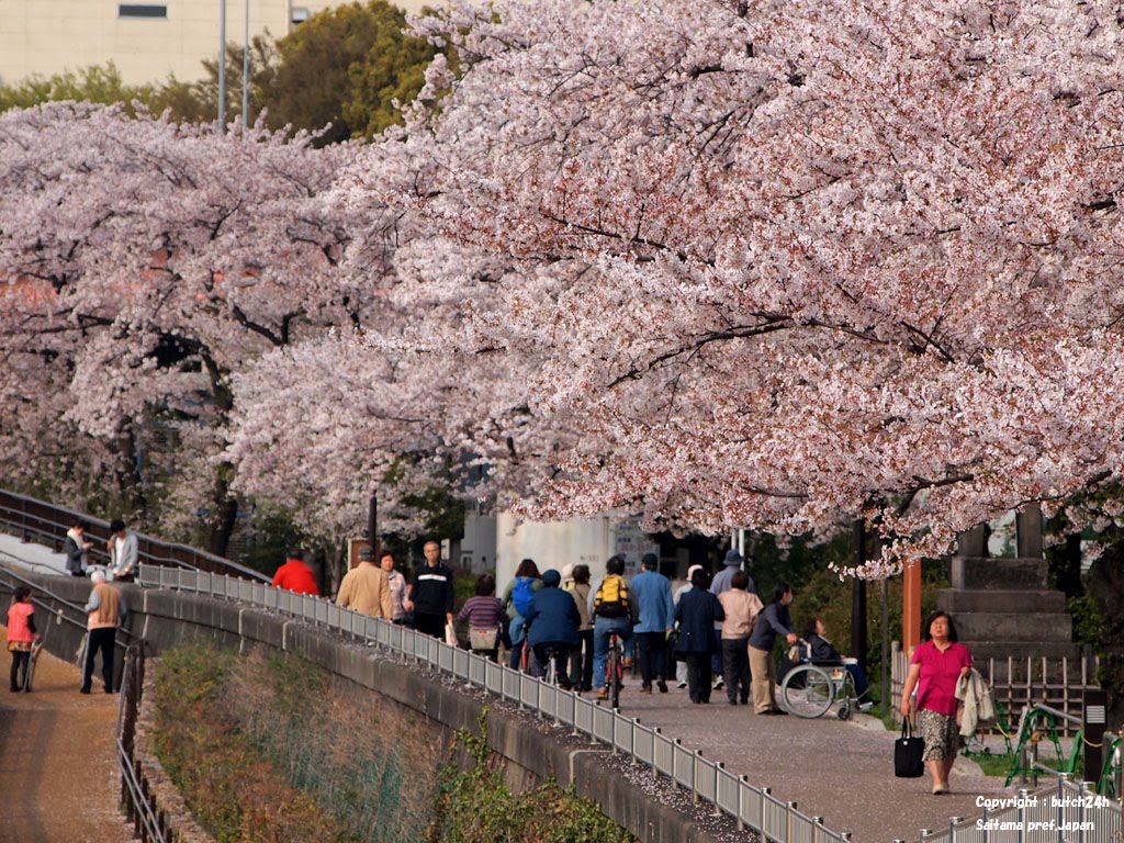 Sumida Park, Sumida ward, Tokyo, Apr 11 2011　隅田公園（東京都墨田区）２０１１年４月１１日 by butch24h