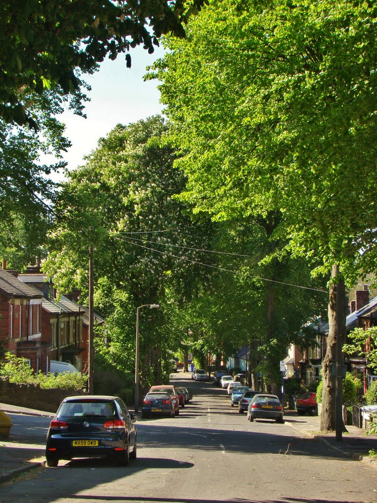 Looking down a tree lined Meersbrook Road, Meersbrook, Sheffield S8 by sixxsix