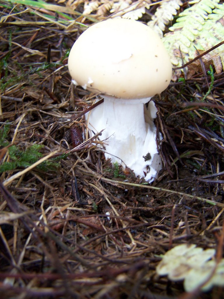 AMANITA  JUNQUILLEA  ? (TOXICA ) by Carlos Ramos De  Los…