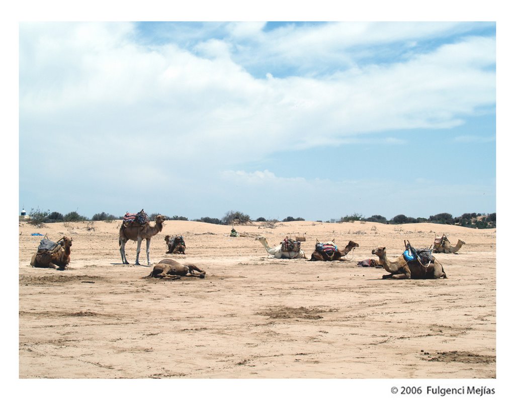 essaouria beach with some camel by fulgenci