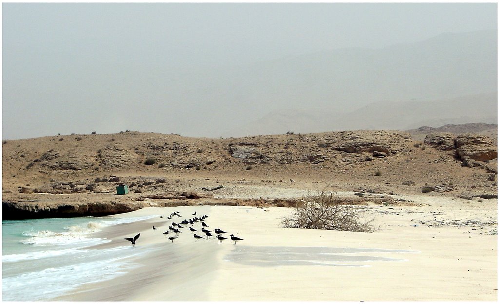 Tiwi - HappySeagulls by M.Taufiq