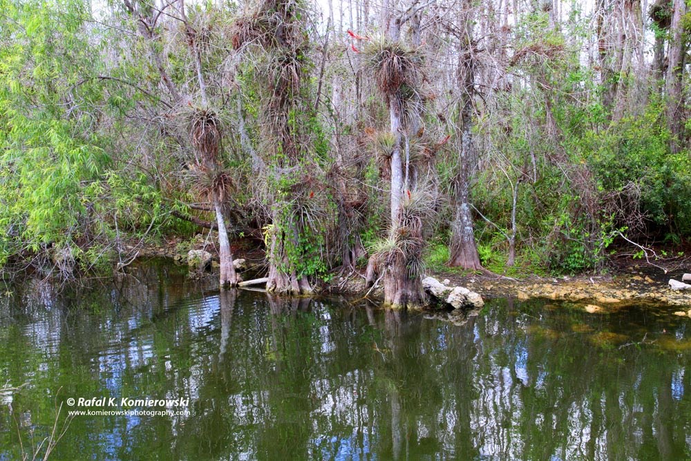 Big Cypress Gallery a.k.a. Clyde Butcher's Swamp Cottage, Florida by Rafal K. Komierowski