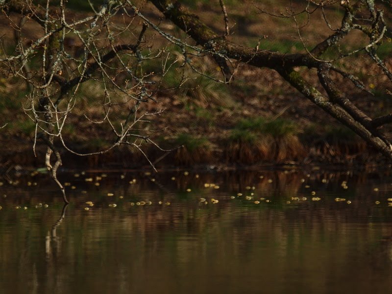 Floating catkins, Cannop Ponds by Tony Marfell