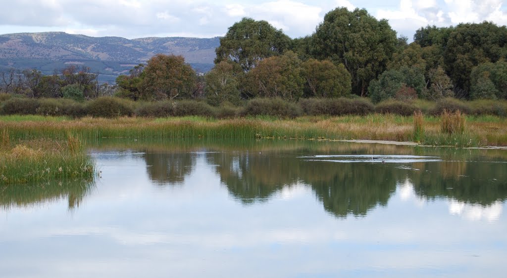 Stormwater collection pond adjacent to native scrub reserve by Phaedrus Fleurieu