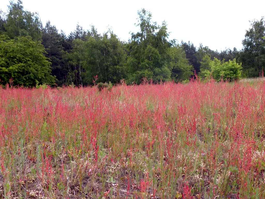 My favourite meadow 3 by Lynx Lynx