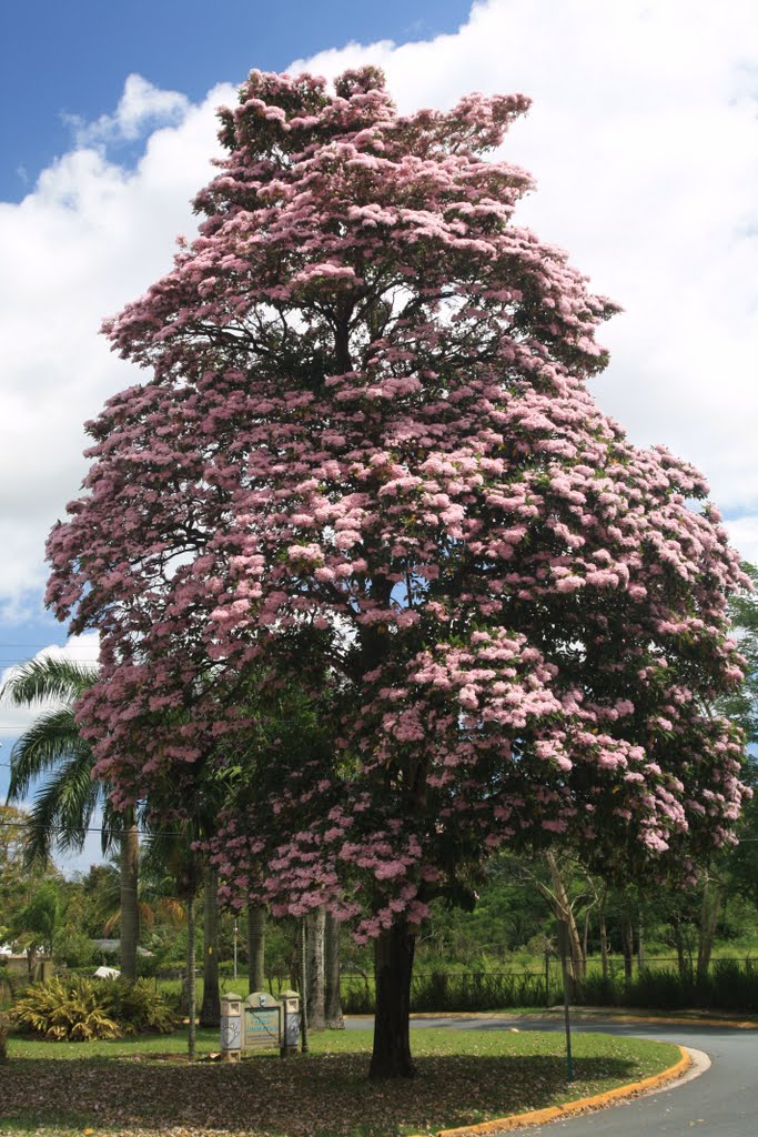 Roble Brasileiro-Guaynabo-"Quien quiere pureza, debe luchar por la naturaleza." by Ricardo David Jusino