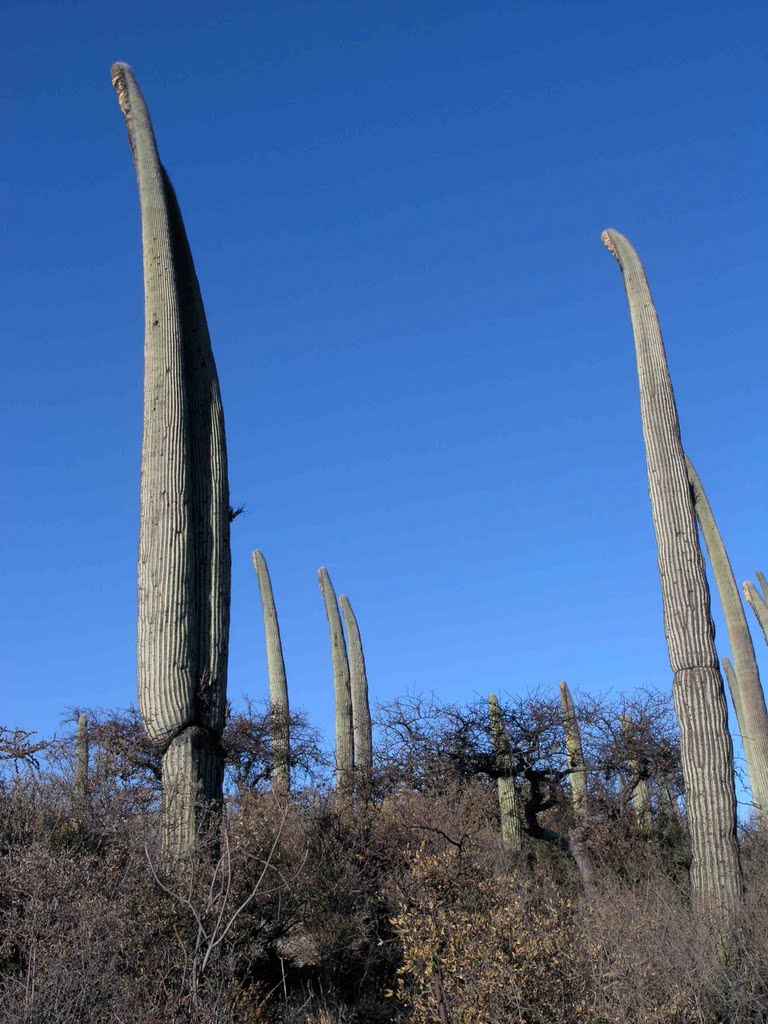 Cacti columnares - Columnar Cacti (Cephalocereus columna-trajani); area entre Tehuacan y Zapotitlán Salinas, Puebla, Mexico by Lon&Queta