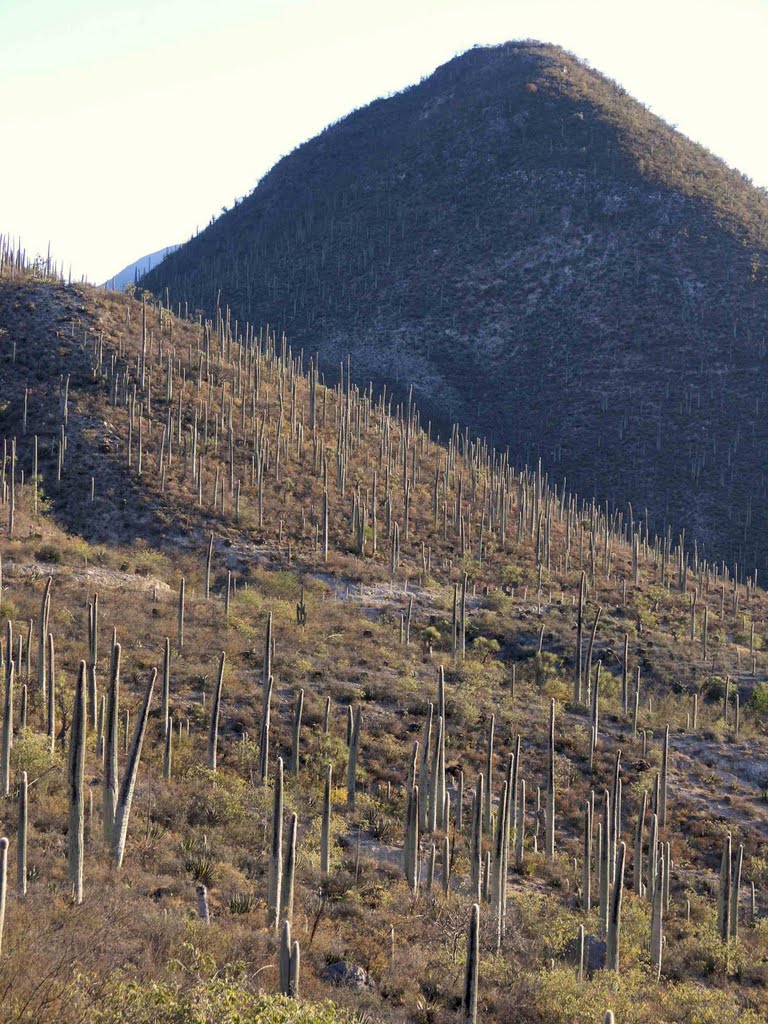 Cerro de cacti columnares (Cephalocereus columna-trajani); area entre Tehuacan y Zapotitlán Salinas, Puebla, Mexico by Lon&Queta