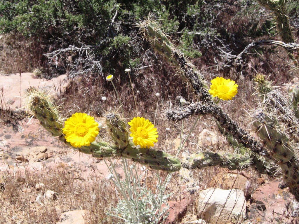 Cactus flowers on Juniper Peak Trail by John McCall