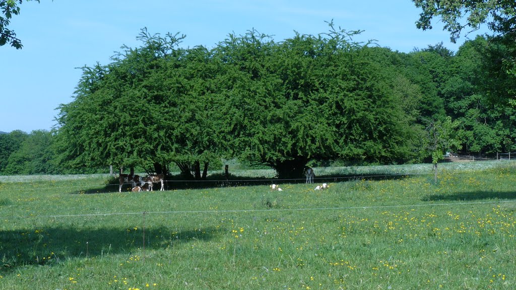 Wiese bei Schannenbach, Odenwald by carsteneckhardt