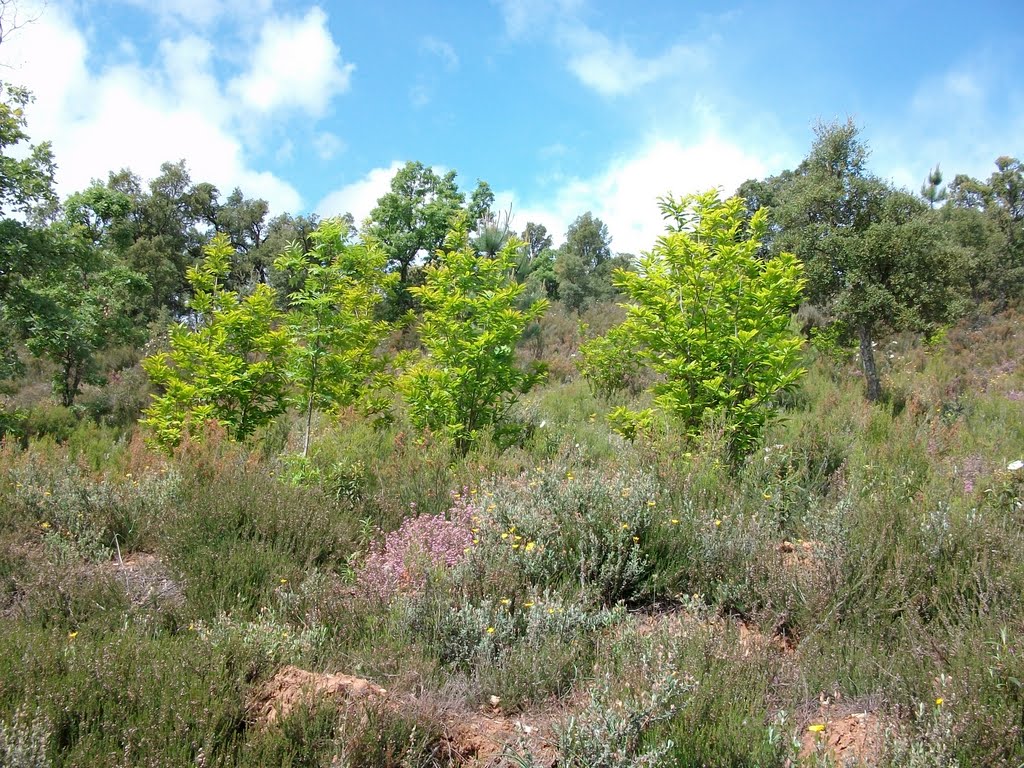 Castaños entre encinas y alcornoques. by Hikergoer