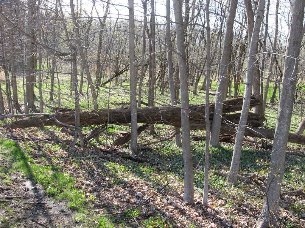 Fallen Tree by bdkliment