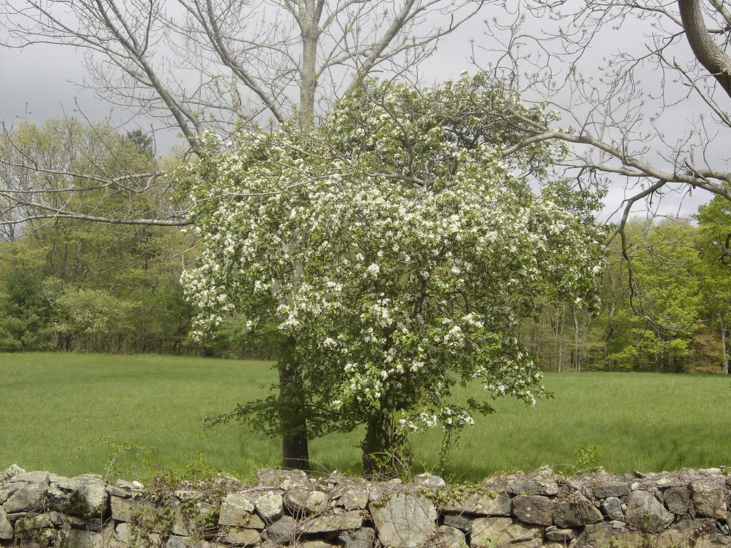 Moose Hill Farm in Early May by chris1073