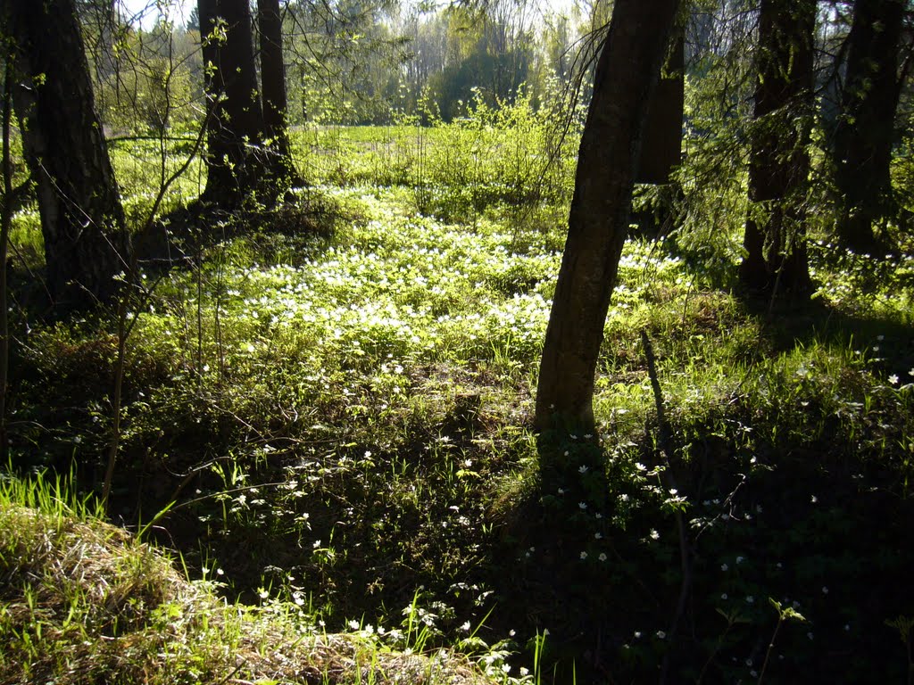 Spring at Pitkäkoski (Helsinki, 20110508) by RainoL