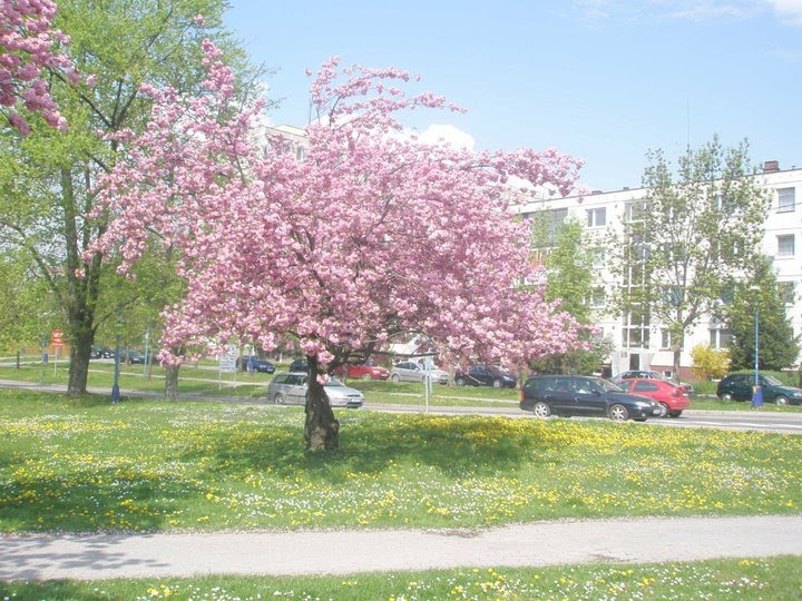 Spring in Dubnica by Evey