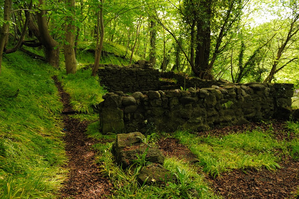 Wild Onion Grove by WestLothian