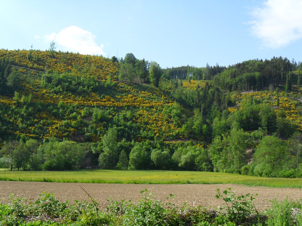 Oberwinden - Richtung Elzach by Sehnwirmal