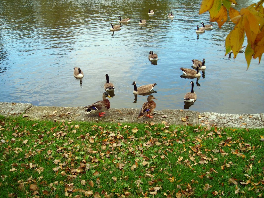 Ducks and Geese by Josh Bosch