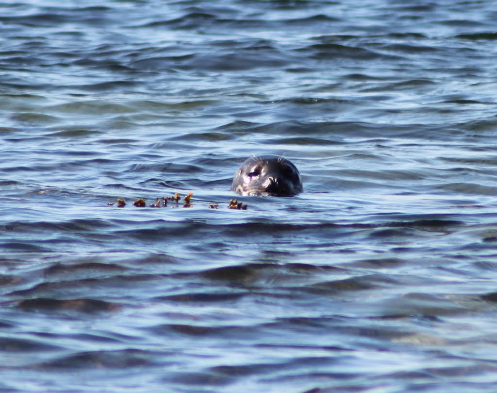 Who are you looking at !!! by Frank Macpherson