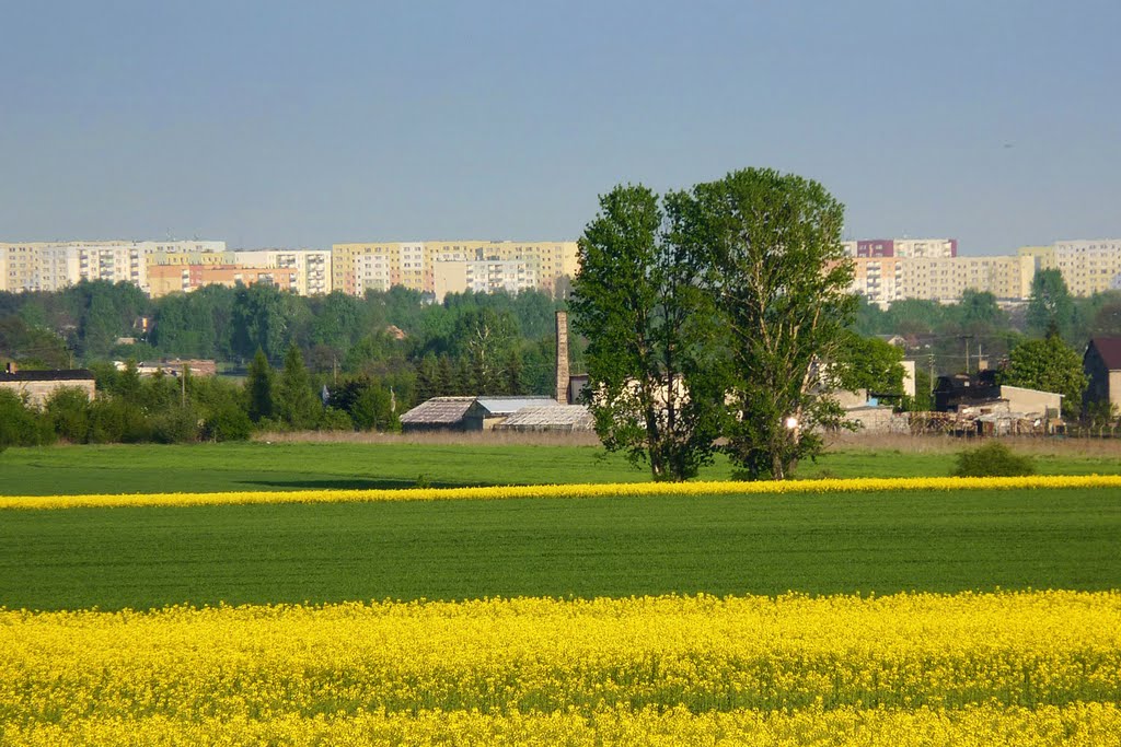 Bursztynowy świeżop, Retkinia jak śnieg biała by Bozar