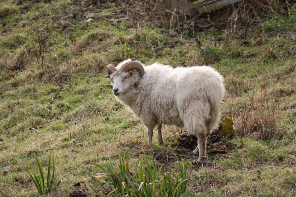 Rare breed Sheep on Collard hill Somerset by Pam G